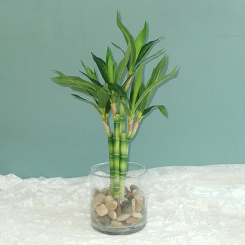 New 40cm rFtificial Lucky Bamb - Aquarium Fish Only review and price