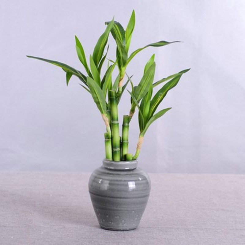 New 40cm rFtificial Lucky Bamb - Aquarium Fish Only review and price