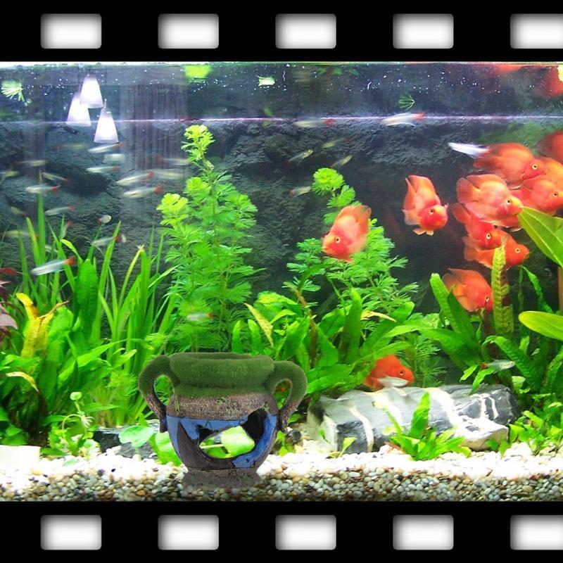 1pc Resin Vase with Moss Aquar - Aquarium Fish Tank Price review and price