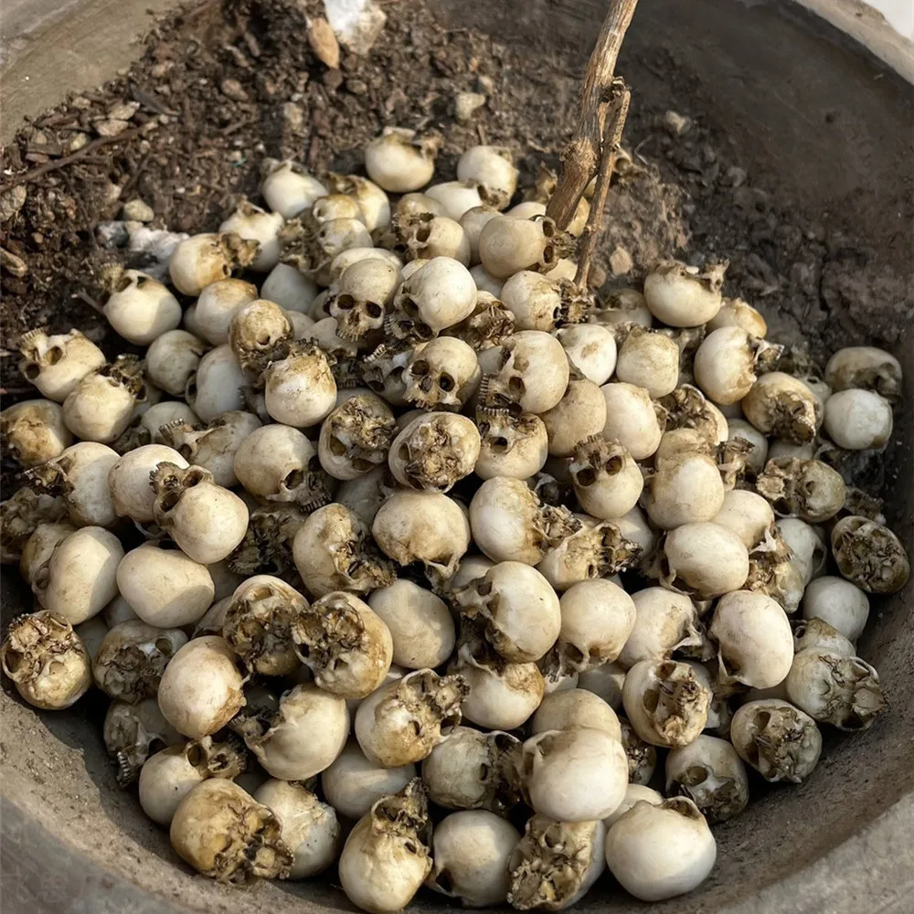 Mini Skull High Quality Miniat - Aquarium Fish Only review and price