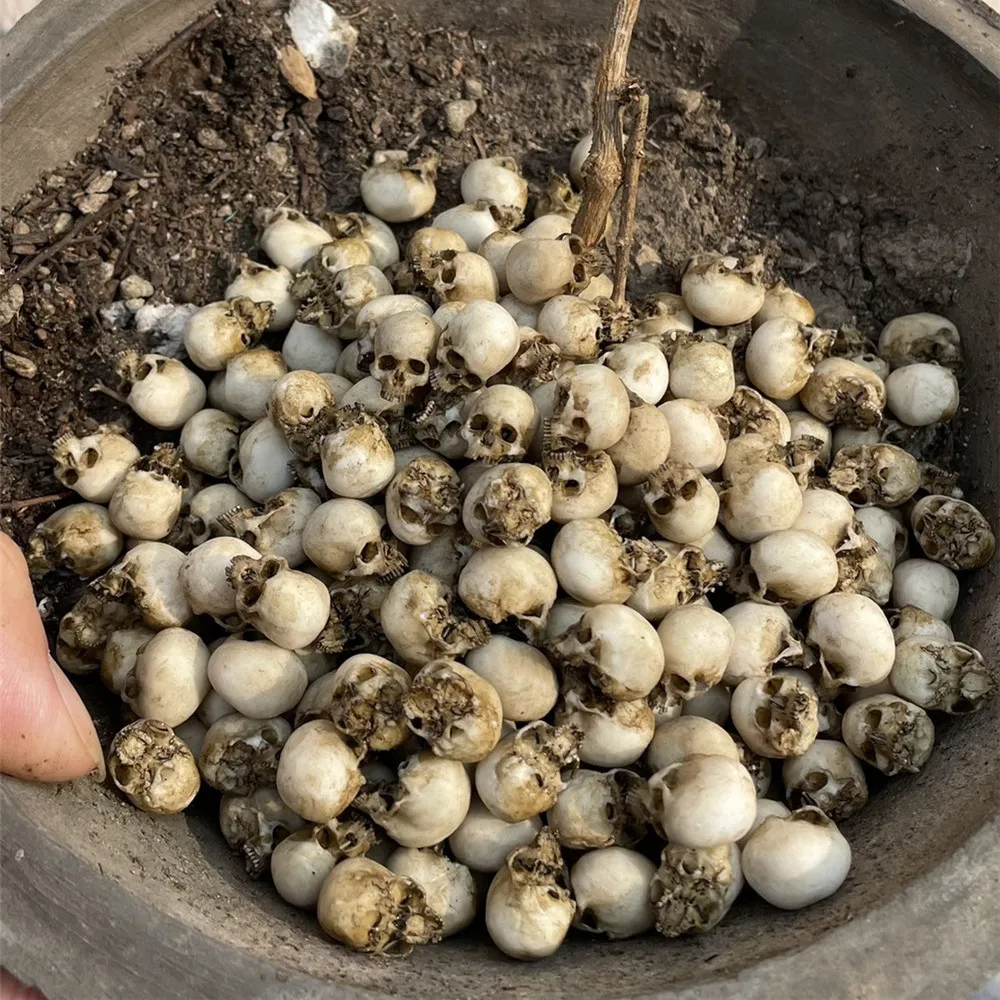 Mini Skull High Quality Miniat - Aquarium Fish Only review and price
