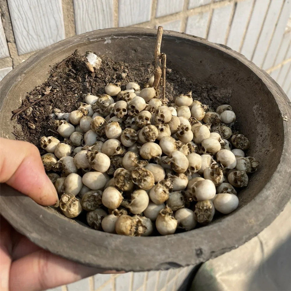 Mini Skull High Quality Miniat - Aquarium Fish Only review and price